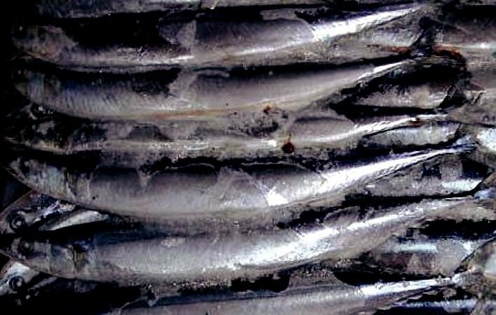 saury